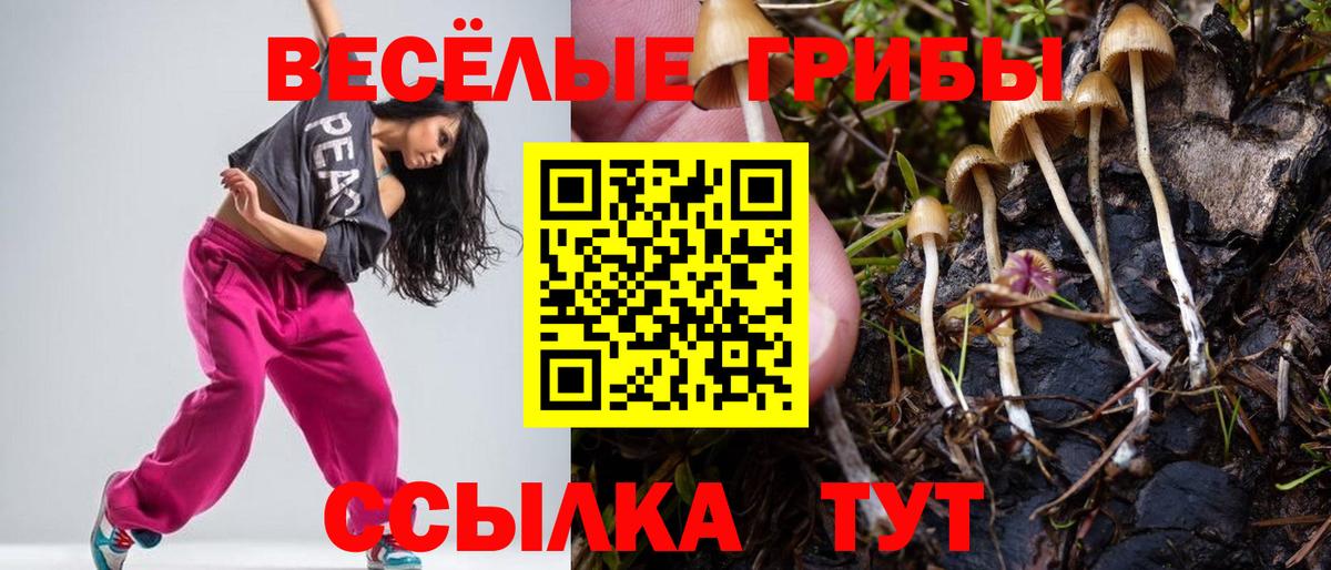 Галлюциногенные грибы Psilocybe Электрогорск